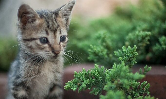 süßes Katzenbaby auf dem Gehweg